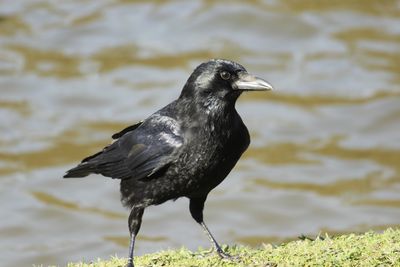 Close-up of bird against white background