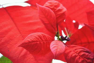 Close-up of red flowers