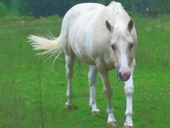 View of horse in pasture