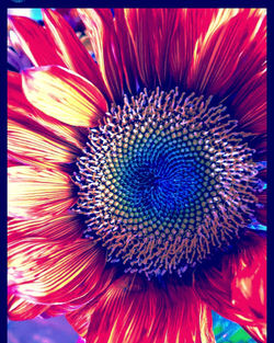 Full frame shot of purple flower