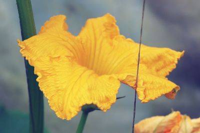 Close-up of yellow flower