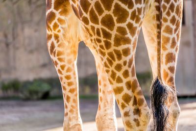 Close-up of giraffe legs