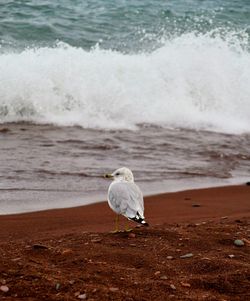View of seagull on beach