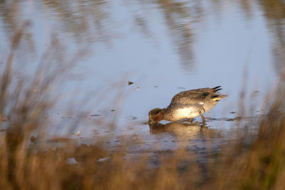 Green winged teal feeding on the tidal shoreline