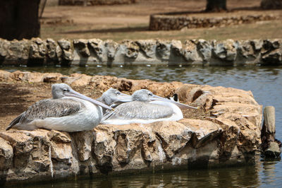 Seagulls perching on rock by lake