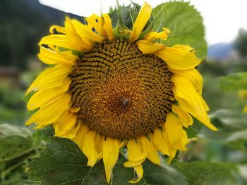 Close-up of sunflower