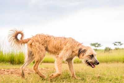 Lion standing in a field