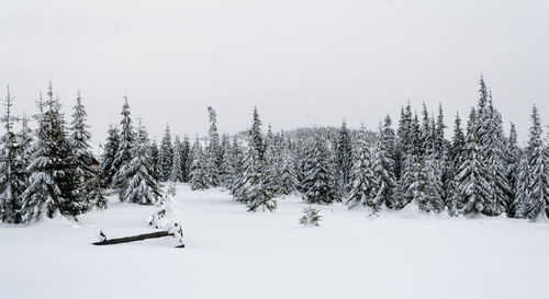Pine trees on snow covered field during winter