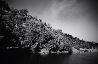Reflection of trees in water