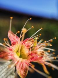 Close-up of pink flower