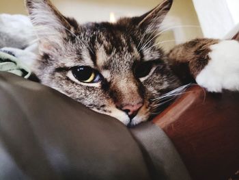 Close-up portrait of a cat