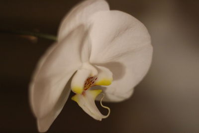 Close-up of flower