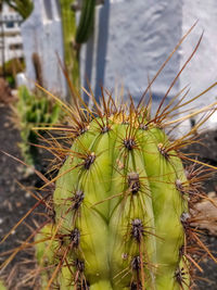 Close-up of cactus plant growing on field