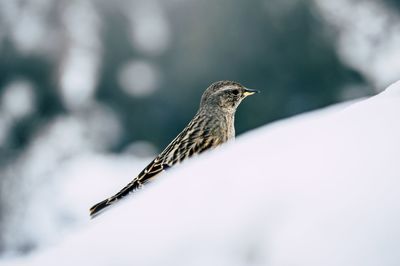 Close-up of bird perching on a snow