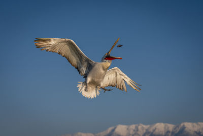 Low angle view of bird flying against clear sky