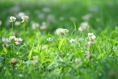 Close-up of white flowering plants on field