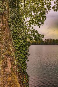 Tree by lake against sky