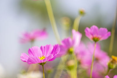 Close-up of pink cosmos flowers