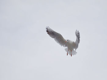 Low angle view of bird flying against clear sky