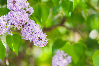 Blooming pink lilac branch background, copy space