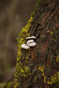 White mushroom on a mossy tree trunk