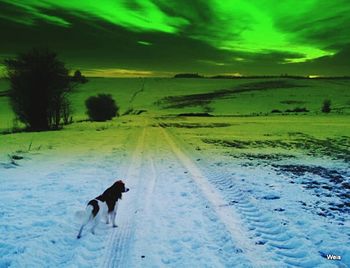 Dog standing on field