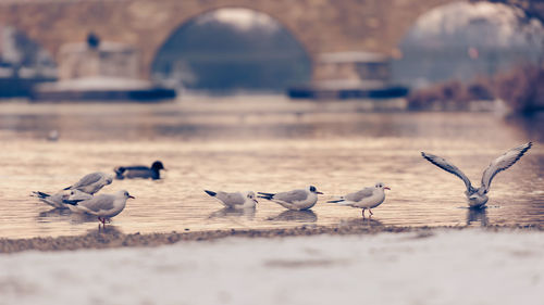 Seagulls on beach