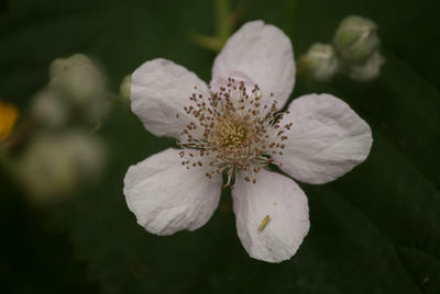 Close-up of white flower blooming outdoors