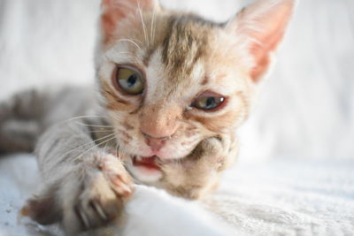 Close-up portrait of tabby kitten