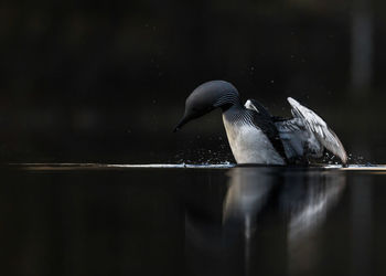 Side view of a bird in water