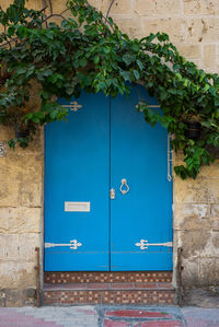 Plants against blue door