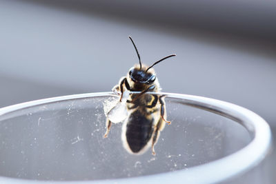 Close-up of insect on water