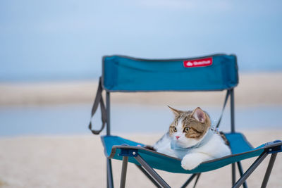 Travel on summer trip with cat sit on beach chair with beach background