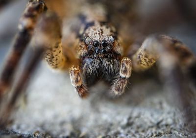 Close-up of spider