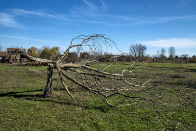 An old tree trunk that was broken by a storm and that stands as a memory of the storm.