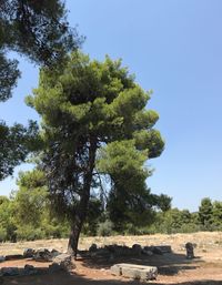 Trees on landscape against clear sky