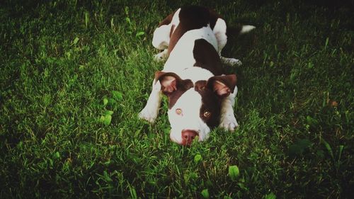 High angle view of dog on grassy field