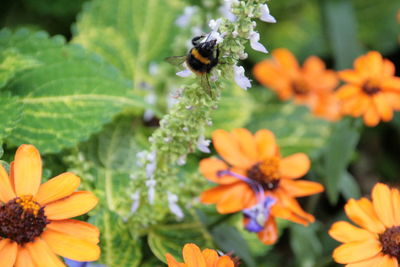 Close-up of bee pollinating on flower