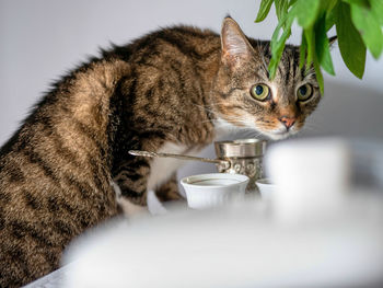 A curious cat trying to get on the table