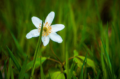 Close-up of white flowering plant