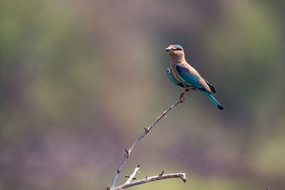 Close-up of kingfisher perching on stem