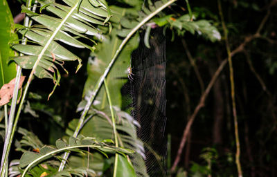 Close-up of caterpillar on plant