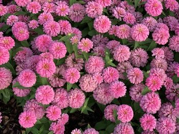 High angle view of pink flowering plants