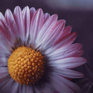 Close-up of pink flower