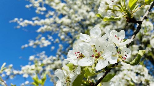 Close-up of white cherry blossom tree