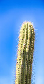 Low angle view of cactus against clear blue sky