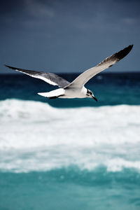 Seagull flying over sea