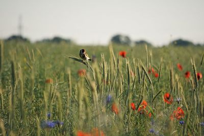 Close-up of poppy on field against sky