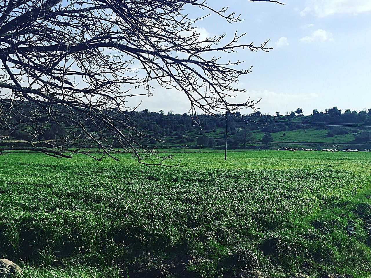 field, grass, green color, landscape, growth, tranquil scene, tranquility, sky, rural scene, tree, agriculture, nature, beauty in nature, scenics, grassy, farm, green, plant, crop, day