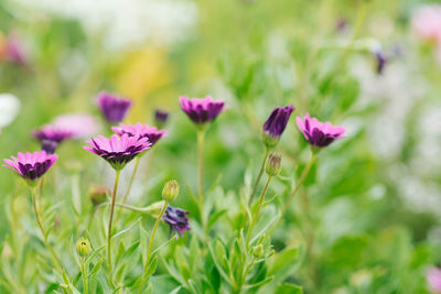 Lilac flowers of osteospermum grow in the garden